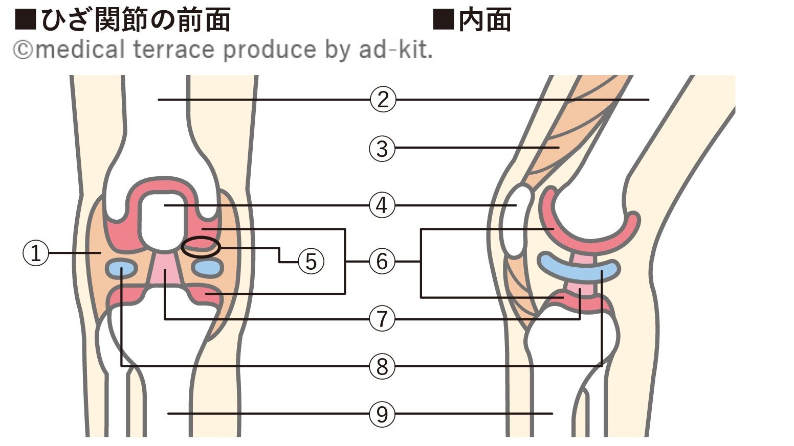 ひざ関節の構造イラスト